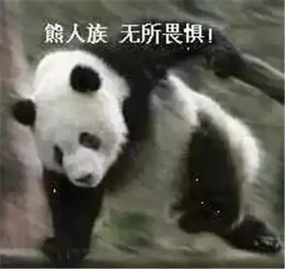 滑稽可爱表情包熊猫