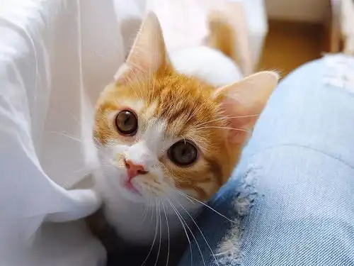 网红猫表情包橘猫