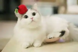  不怕猫奴有文化,就怕猫奴会设计