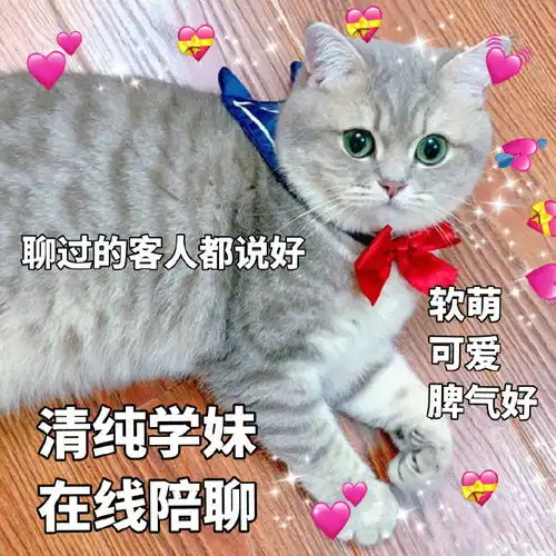  猫咪表情包小丑竟是我自己