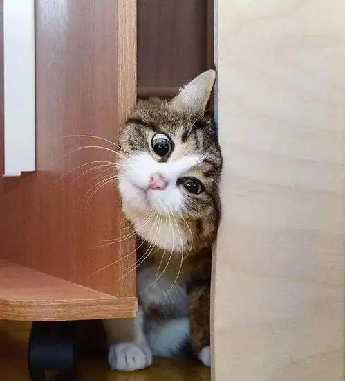  当初被主人扔下楼的猫,现在生活越来越好,每一张照片都是大片