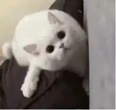  树洞心里藏了一句话,想在这里讲给你