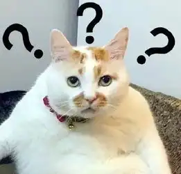 网红猫表情包喵星球