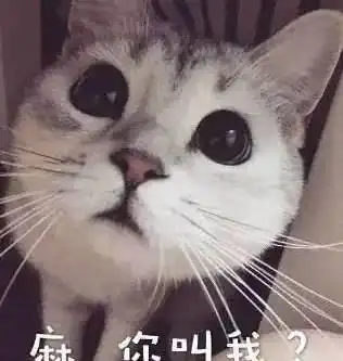 有一种改变,叫做我养猫了,奶爸女汉子随机切换