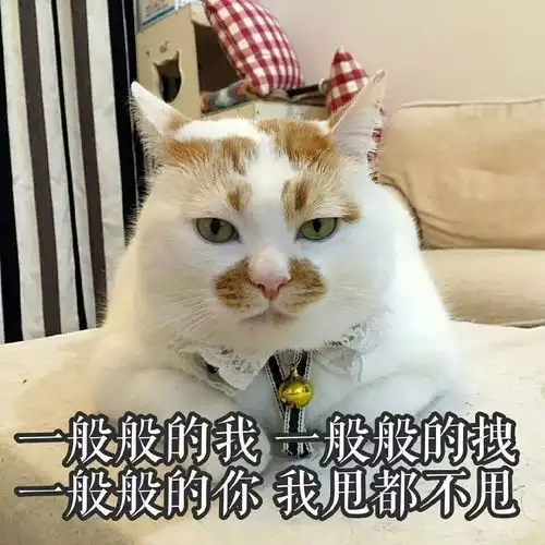  这只网红猫的表情包,够你们用到年底了