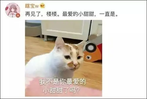  泪网红猫楼楼去世,我的表情包回到了汪星球...