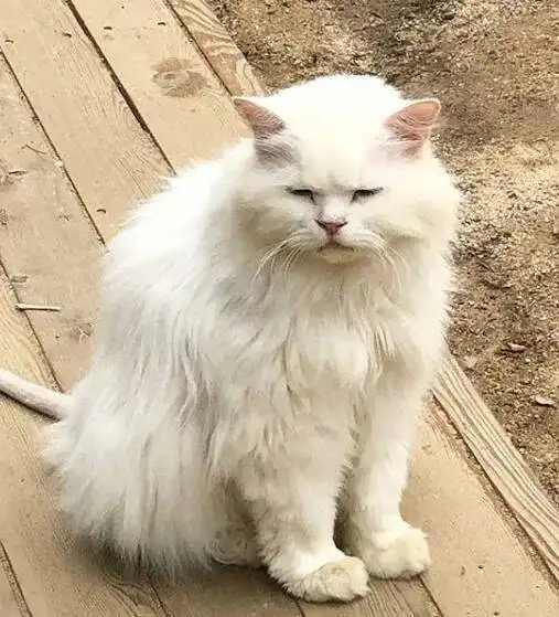  猫天生眼睛小,它看起来表情不是很开心的样子,这表情好苦