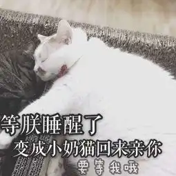  楼楼死了网红猫楼楼死亡原因楼楼猫怎么死的