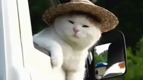  你用过它的表情包吗初代网红猫咪猫叔,回喵星球了