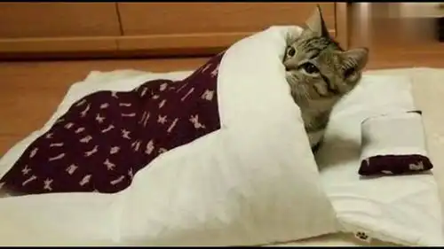  你能看出他的举止像什么吗