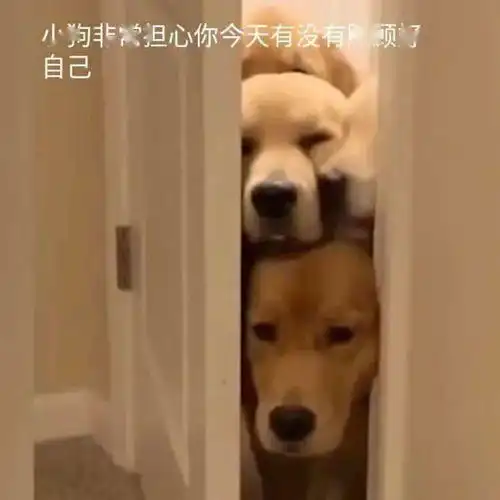  搞笑聊天表情包i你在教我做事啊