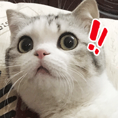  小猫泡芙表情包