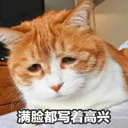  承包你的表情包这些网红喵星人你都认识吗