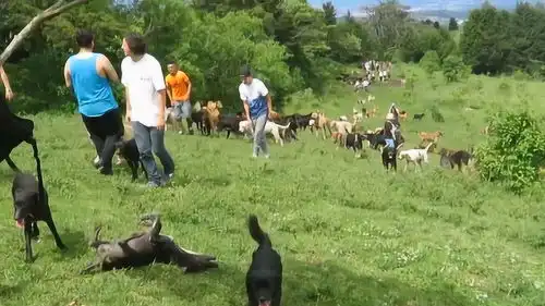  夫妻为了养狗包下整座山林,每到开饭时间,甚是壮观