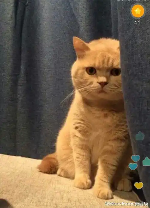  这只猫是网红猫吗看到好几次这个表情包了