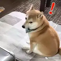  这柴犬从后看就像一只胖橘猫,回眸一笑却倾国倾城