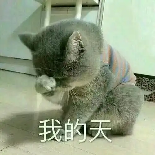  小猫咪表情包生胖气