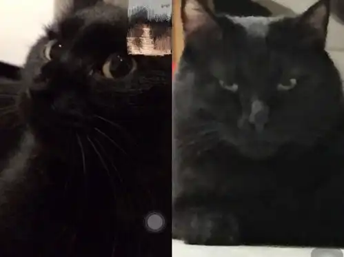  你们家的猫高兴和生气时的表情都是怎样的