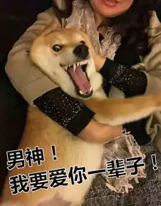  来,让我们用表情包说话