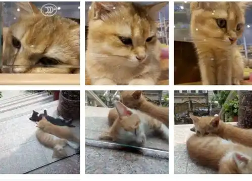  第十二届征文大赛治愈生活的小猫