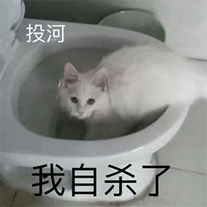 台风表情包动态gif猫猫