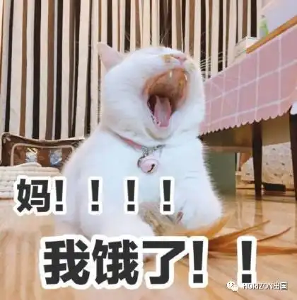  这只猫去世,近百万网友每天以泪洗面