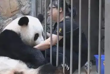  熊猫跟江左梅梅撒娇,画面让她直呼投降,网友梅梅你也有今天