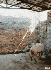  你永远不知道女生裙子多安全刷新我的三观哈哈哈哈哈
