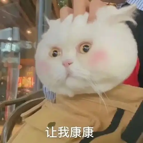  表情包网红猫咪腮红球系列