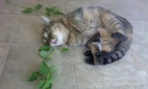  吸猫撩猫的5个必杀技,喵星人瞬间变金刚狼