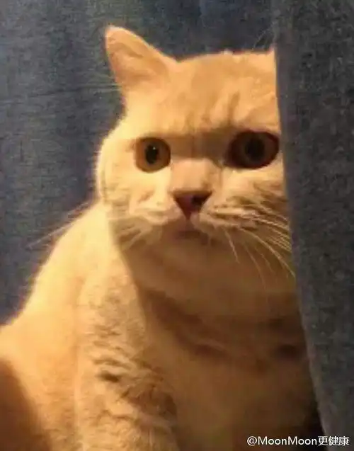  这只猫是网红猫吗看到好几次这个表情包了