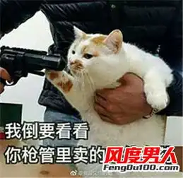  星看点网红猫楼楼表情包网红猫楼楼博主介绍