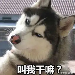  个性萌宠沙雕表情包