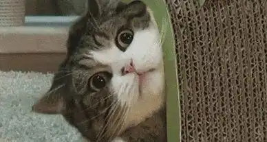  猫咪被调戏,眼神却火了,网友一看笑喷这眼神怎么似曾相识