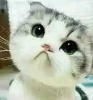  求这只猫的全套表情包