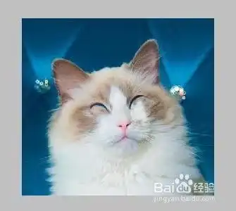  用ps制作动态猫咪表情包