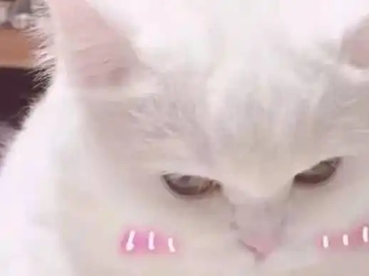  如何了解猫咪的肢体语言,猫咪的这些语言你都知道多少