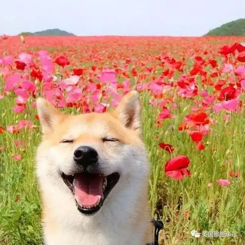  没有什么吸柴犬解决不了的烦恼,如果有,那就多吸几口
