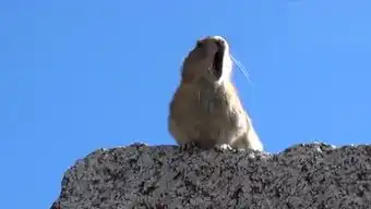  宠物趣闻up的个人频道