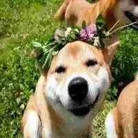  秋田犬表情包贱贱的微信头像图片大全