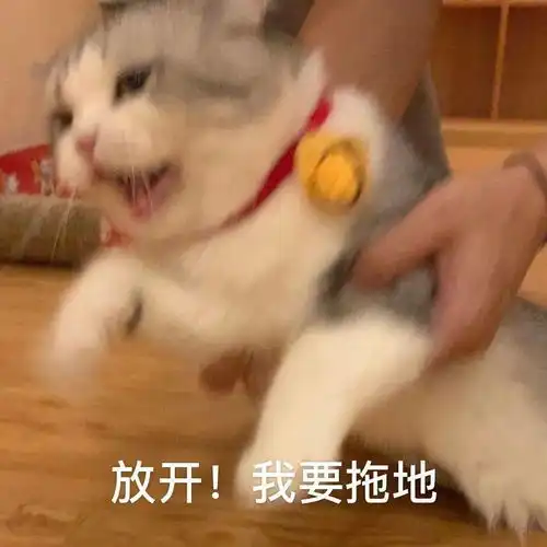 网红猫表情包楼板