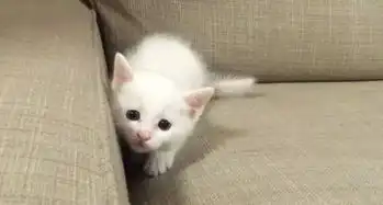  猫薄荷的魔术,能让猫咪开心一个下午