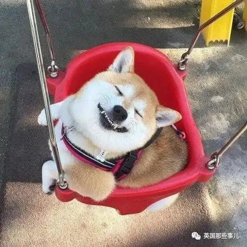  没有什么吸柴犬解决不了的烦恼,如果有,那就多吸几口