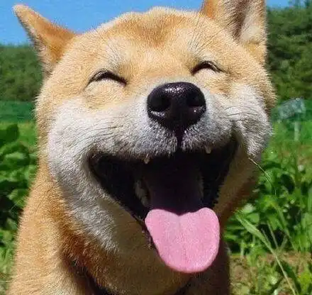  灰柴犬贱萌表情包