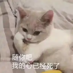  表情包丨不是我爱熬夜,是黑夜需要我这颗璀璨的星
