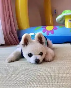  难过网红狗俊介去世,我的又一个表情包没了
