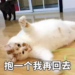  网红猫楼楼去世,我们的表情包回喵星球了