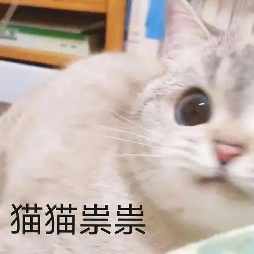  网红猫咪猫咪臭娜娜表情包十一
