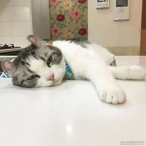  这只网红猫拥有4万ins粉丝新生代表情包大佬