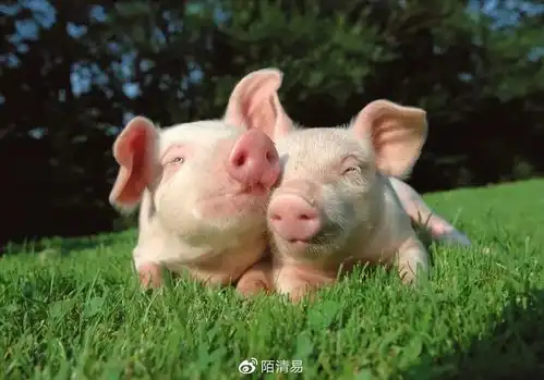  价值分析牧原股份能抄底了吗